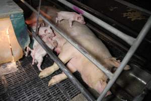 Farrowing crates at CEFN Breeder Piggery QLD - Australian pig farming - Captured at CEFN Breeding Unit #2, Leyburn QLD Australia.