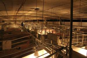 Activists filming - Australian pig farming - Captured at Corowa Piggery & Abattoir, Redlands NSW Australia.