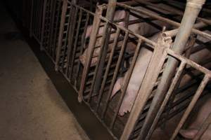 Sow stalls at Springview Piggery NSW - Australian pig farming - Captured at Springview Piggery, Gooloogong NSW Australia.