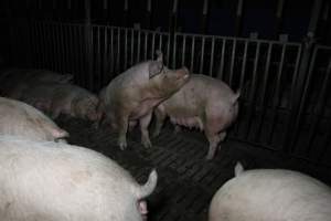 Group sow housing - Australian pig farming - Captured at Brentwood Piggery, Kaimkillenbun QLD Australia.