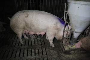 Group sow housing - Australian pig farming - Captured at Brentwood Piggery, Kaimkillenbun QLD Australia.