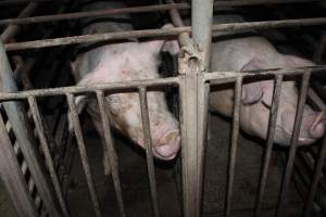 Sow stalls at Springview Piggery NSW - Australian pig farming - Captured at Springview Piggery, Gooloogong NSW Australia.