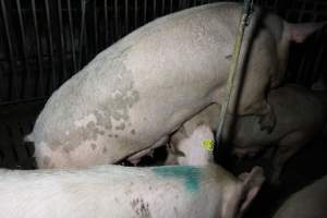 Sows mounting each other - Australian pig farming - Captured at Brentwood Piggery, Kaimkillenbun QLD Australia.