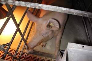 Farrowing crates at Corowa Piggery NSW - Australian pig farming - Captured at Corowa Piggery & Abattoir, Redlands NSW Australia.