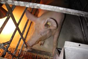 Farrowing crates at Corowa Piggery NSW - Australian pig farming - Captured at Corowa Piggery & Abattoir, Redlands NSW Australia.