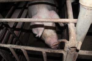 Sow stalls at Springview Piggery NSW - Australian pig farming - Captured at Springview Piggery, Gooloogong NSW Australia.