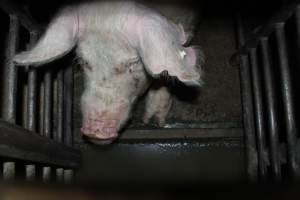 Sow stalls at Springview Piggery NSW - Australian pig farming - Captured at Springview Piggery, Gooloogong NSW Australia.