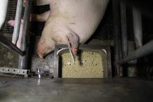 Bugs in feed tray - Australian pig farming - Captured at CEFN Breeding Unit #2, Leyburn QLD Australia.