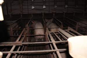 Sow stalls at Springview Piggery NSW - Australian pig farming - Captured at Springview Piggery, Gooloogong NSW Australia.