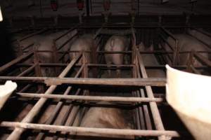 Sow stalls at Springview Piggery NSW - Australian pig farming - Captured at Springview Piggery, Gooloogong NSW Australia.