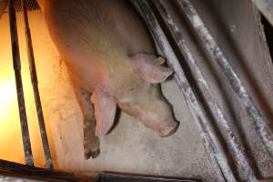 Farrowing crates at Corowa Piggery NSW - Australian pig farming - Captured at Corowa Piggery & Abattoir, Redlands NSW Australia.