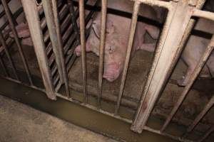 Sow stalls at Springview Piggery NSW - Australian pig farming - Captured at Springview Piggery, Gooloogong NSW Australia.