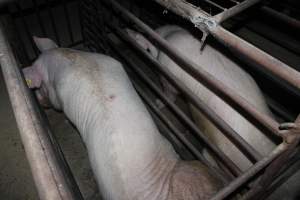 Sow stalls at Springview Piggery NSW - Australian pig farming - Captured at Springview Piggery, Gooloogong NSW Australia.