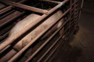 Sow stalls at Springview Piggery NSW - Australian pig farming - Captured at Springview Piggery, Gooloogong NSW Australia.