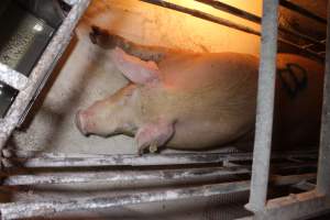 Farrowing crates at Corowa Piggery NSW - Australian pig farming - Captured at Corowa Piggery & Abattoir, Redlands NSW Australia.