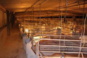 Looking across farrowing shed - Australian pig farming - Captured at Corowa Piggery & Abattoir, Redlands NSW Australia.