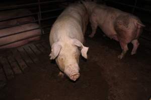 Group sow housing - Australian pig farming - Captured at Springview Piggery, Gooloogong NSW Australia.