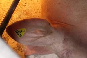 Farrowing crates at Corowa Piggery NSW - Australian pig farming - Captured at Corowa Piggery & Abattoir, Redlands NSW Australia.