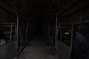 Farrowing crates at CEFN Breeder Piggery QLD - Australian pig farming - Captured at CEFN Breeding Unit #2, Leyburn QLD Australia.