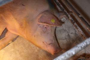 Farrowing crates at Corowa Piggery NSW - Australian pig farming - Captured at Corowa Piggery & Abattoir, Redlands NSW Australia.