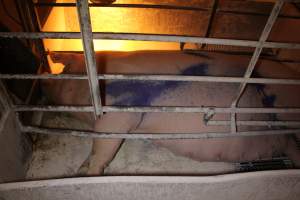 Pregnant sow - Australian pig farming - Captured at Corowa Piggery & Abattoir, Redlands NSW Australia.
