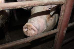 Group sow housing - Australian pig farming - Captured at Springview Piggery, Gooloogong NSW Australia.