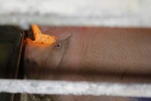 Sow pressed against front of crate - Australian pig farming - Captured at Corowa Piggery & Abattoir, Redlands NSW Australia.