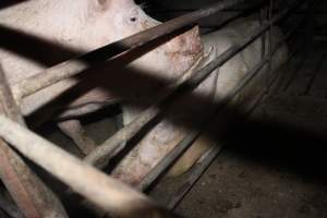 Group sow housing - Australian pig farming - Captured at Springview Piggery, Gooloogong NSW Australia.