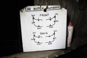 Ear notch chart - Australian pig farming - Captured at Brentwood Piggery, Kaimkillenbun QLD Australia.