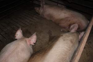 Group sow housing - Australian pig farming - Captured at Springview Piggery, Gooloogong NSW Australia.