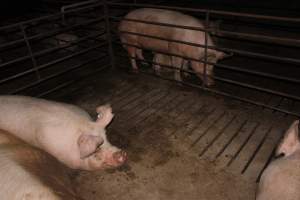 Group sow housing - Australian pig farming - Captured at Springview Piggery, Gooloogong NSW Australia.