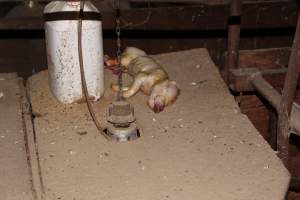 Dead piglet on top of farrowing crate - Australian pig farming - Captured at Springview Piggery, Gooloogong NSW Australia.