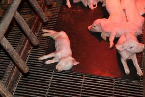 Farrowing crates at Springview Piggery NSW - Australian pig farming - Captured at Springview Piggery, Gooloogong NSW Australia.