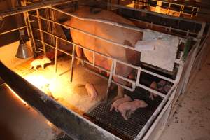 Farrowing crates at Corowa Piggery NSW - Australian pig farming - Captured at Corowa Piggery & Abattoir, Redlands NSW Australia.