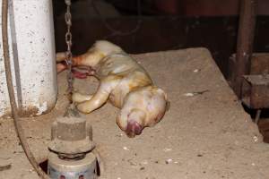 Dead piglet on top of farrowing crate - Australian pig farming - Captured at Springview Piggery, Gooloogong NSW Australia.