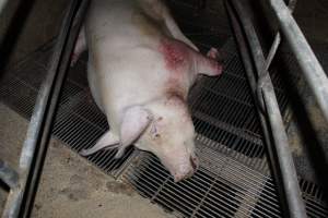 Injured sow in crate - In late October 2013, a sow was discovered in a terrible condition, unable to move, with large bloody wounds on both of her front legs. She could not reach food or water. Activists were able to find a dish and fill it with water to give to her, and after some initial hesitance, she began frantically drinking litre after litre.
Many other sows were found with large untreated injuries, most of them in the sow stalls.
Activists called police the following morning, but nobody was sent until three days later. The police were advised by the owners that the sow had suffered severe prolapses after giving birth to a litter of stillborns, damaging the nerves in her back legs and leaving her partially paralysed. The owners had called in a vet sometime on Thursday 24th or Friday 25th October, who suggested they leave her over the weekend to see if her condition improved, and if not, to