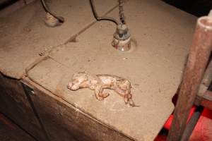 Dead piglet on top of farrowing crate - Australian pig farming - Captured at Springview Piggery, Gooloogong NSW Australia.