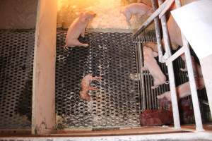 Stillborn piglet left in crate - Australian pig farming - Captured at Corowa Piggery & Abattoir, Redlands NSW Australia.