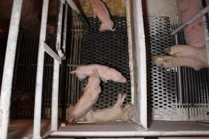 Dead piglet in corner of farrowing crate - Australian pig farming - Captured at Corowa Piggery & Abattoir, Redlands NSW Australia.