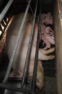 Farrowing crates at CEFN Breeder Piggery QLD - Australian pig farming - Captured at CEFN Breeding Unit #2, Leyburn QLD Australia.