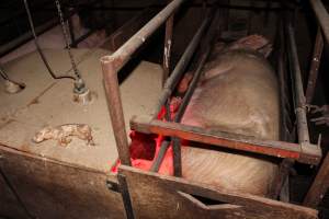 Dead piglet on top of farrowing crate - Australian pig farming - Captured at Springview Piggery, Gooloogong NSW Australia.