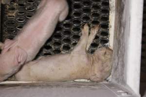 Dead piglet in corner of farrowing crate - Australian pig farming - Captured at Corowa Piggery & Abattoir, Redlands NSW Australia.