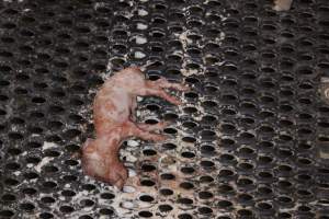 Stillborn piglet left in crate - Australian pig farming - Captured at Corowa Piggery & Abattoir, Redlands NSW Australia.