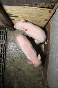 Farrowing crates at CEFN Breeder Piggery QLD - Australian pig farming - Captured at CEFN Breeding Unit #2, Leyburn QLD Australia.