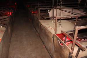 Dead piglet on top of farrowing crate - Australian pig farming - Captured at Springview Piggery, Gooloogong NSW Australia.