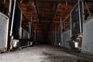 Looking down aisle of farrowing shed, low view - Australian pig farming - Captured at CEFN Breeding Unit #2, Leyburn QLD Australia.