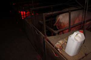 Dead piglet on top of farrowing crate - Australian pig farming - Captured at Springview Piggery, Gooloogong NSW Australia.