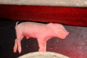 Dead piglet in crate - Australian pig farming - Captured at Springview Piggery, Gooloogong NSW Australia.