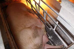 Pregnant sow in farrowing crate - Australian pig farming - Captured at Corowa Piggery & Abattoir, Redlands NSW Australia.