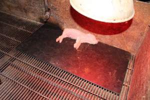 Dead piglet in crate - Australian pig farming - Captured at Springview Piggery, Gooloogong NSW Australia.